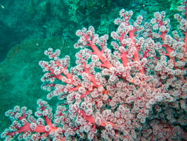Soft Coral MG 2046