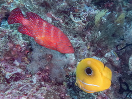 Coral Grouper and Eclipse Butterflyfish IMG 2142
