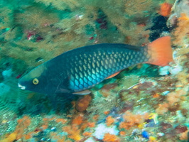 Tricolor Parrotfish IP IMG 2114-Edit