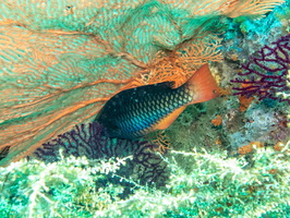 Tricolor Parrotfish IP IMG 2113