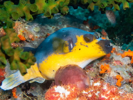 Black Spot Pufferfish IMG 2091