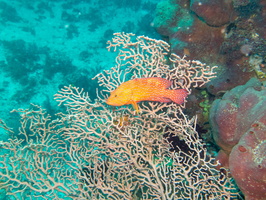 Coral Grouper IMG 2087
