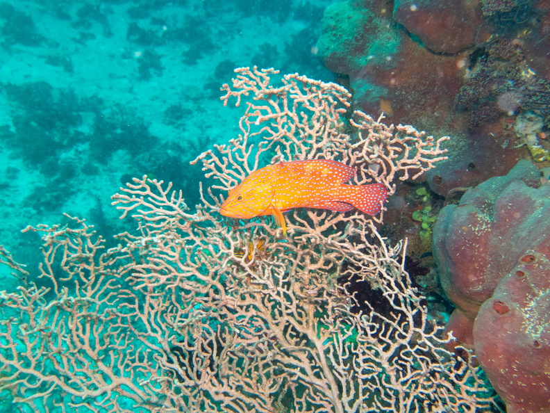 Coral Grouper IMG_2087.jpg