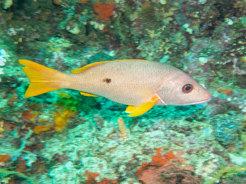 Onespot Snapper IMG_2078.jpg