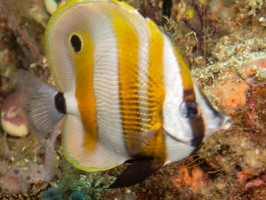 Orange-Banded Coralfish IMG 2065
