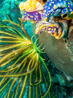 Crinoid and Gold Moutn Sea Squirt 