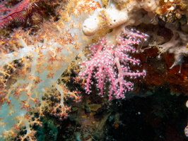 Soft Coral MG 2326
