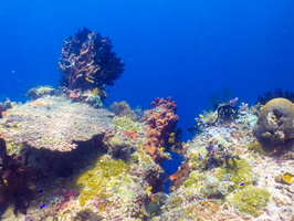 Reef IMG 2392