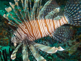 Common Lionfish IMG 2386