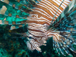 Common Lionfish IMG 2385