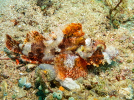 Tassled Scorpionfish IMG 2379