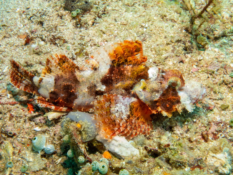 Tassled Scorpionfish IMG_2379.jpg
