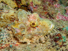 Tassled Scorpionfish IMG 2378