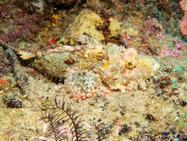 Tassled Scorpionfish IMG 2377