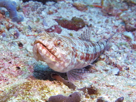 Reef Lizardfish IMG 2373