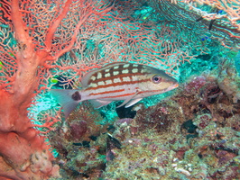 Checkered Snapper IMG 2345