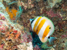 Orange-Banded Coralfish IMG 2330