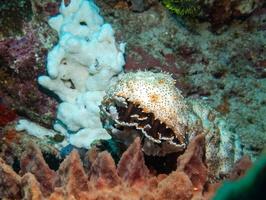 Black Spotted Sea Cucumber IMG 2151