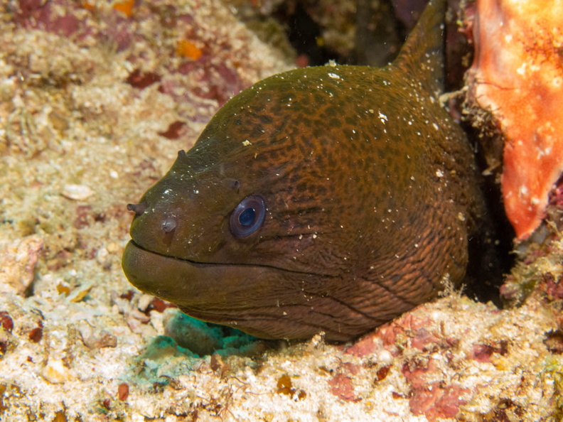 Yellowmargine Moray IMG_2164.jpg