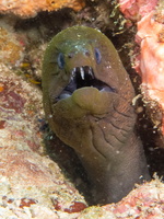 Giant Moray  IMG 2169