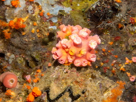 Cup Coral IMG 2173