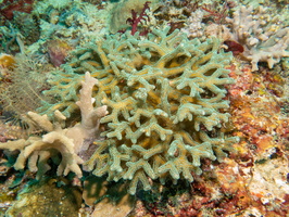 Coral IMG 2199