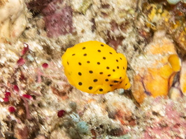 Yellow Boxfish Juvenile IMG 2212