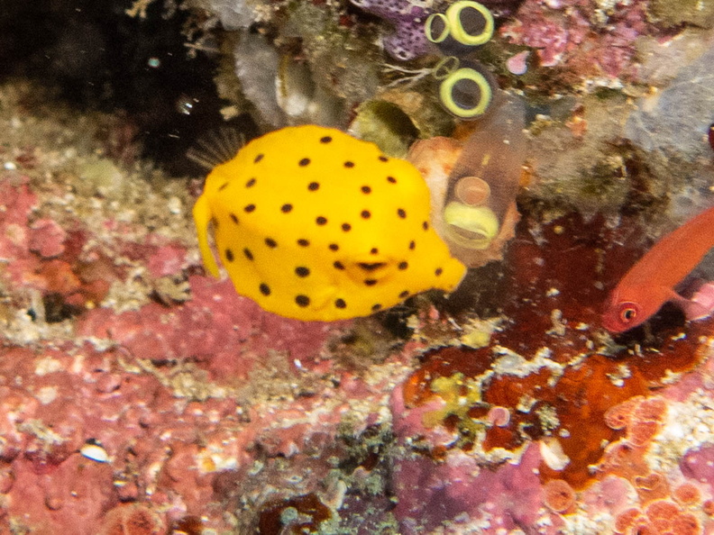 Yellow Boxfish Juvenile IMG_2214.jpg