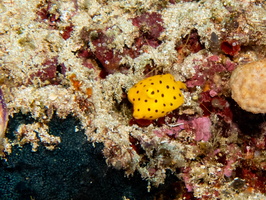 Yellow Boxfish Juvenile IMG 2216