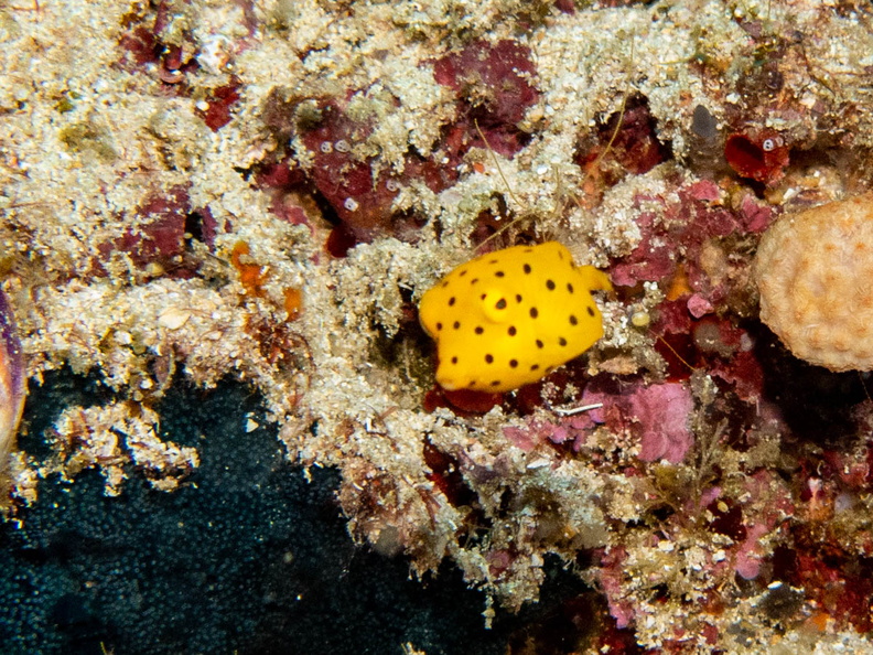 Yellow Boxfish Juvenile IMG_2216.jpg