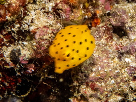 Yellow Boxfish Juvenile IMG 2221