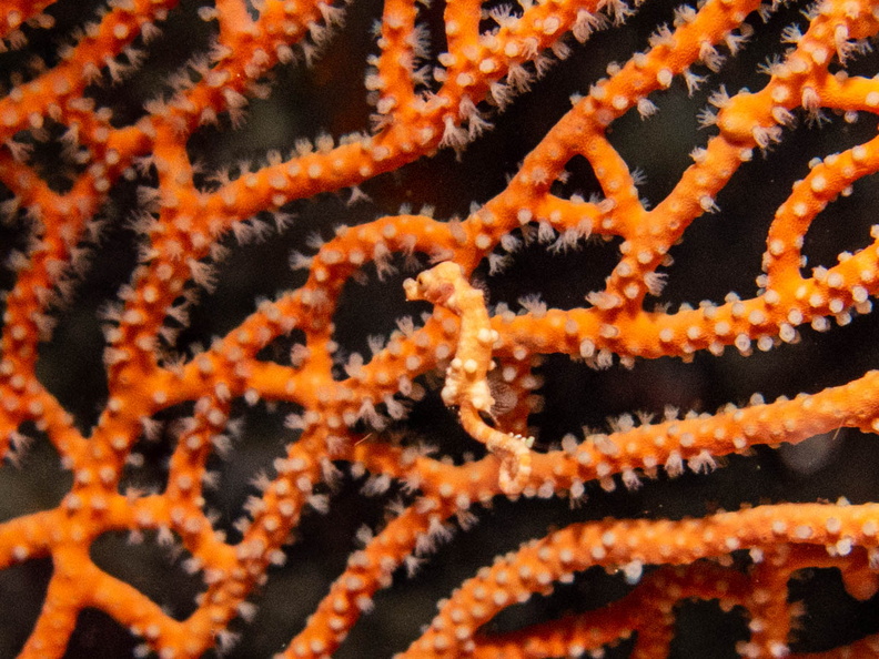 Denise_s Pygmy Seahorse IMG_2398.jpg