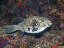 Scribbled  Puffer IMG 2413