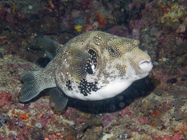 Scribbled  Puffer IMG 2414