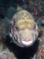 Scribbled  Puffer IMG 2418