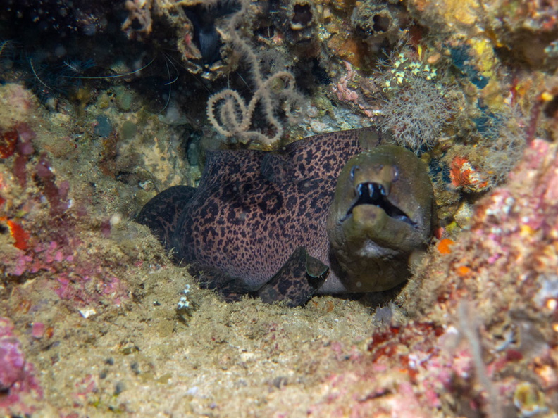 Mosaic  Moray IMG_2435-Edit.jpg