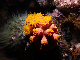 Cup Coral IMG 2450