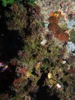 Coral IMG 2456