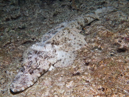 Crocodiefish IMG 2464