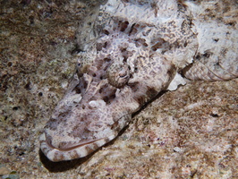 Crocodiefish IMG 2465