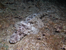 Crocodiefish IMG 2466