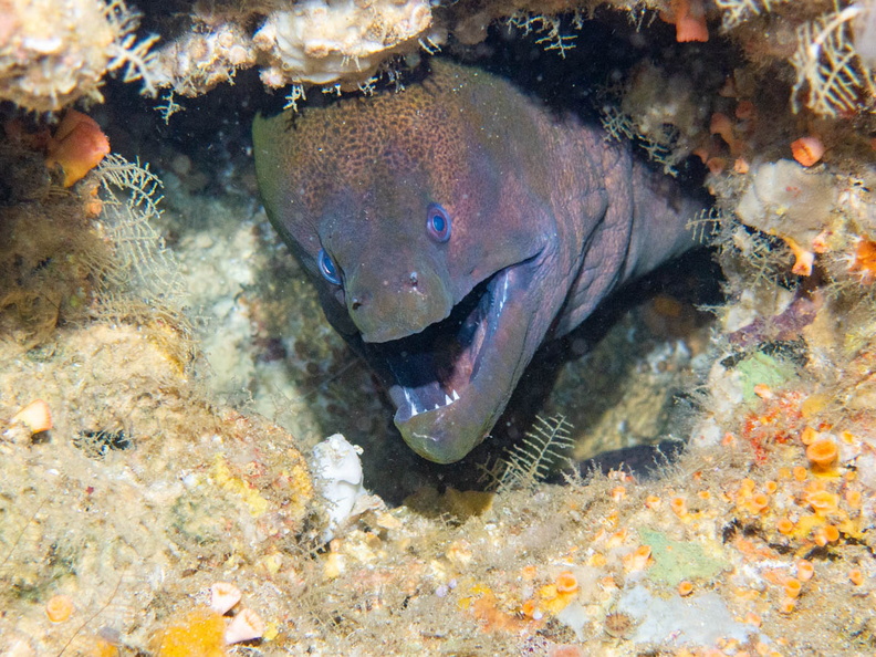 Giant Moray IMG_2239-Edit.jpg