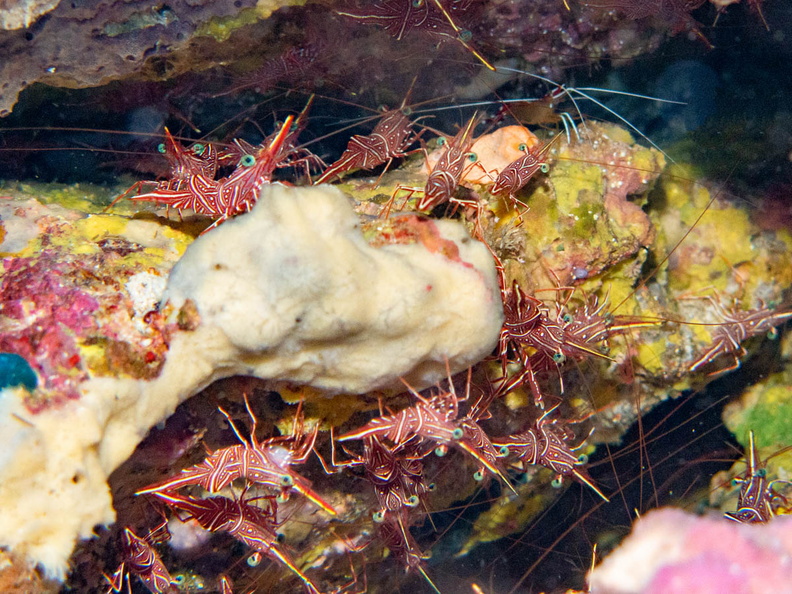 Durban Dancing Shrimp IMG_2261-Edit.jpg