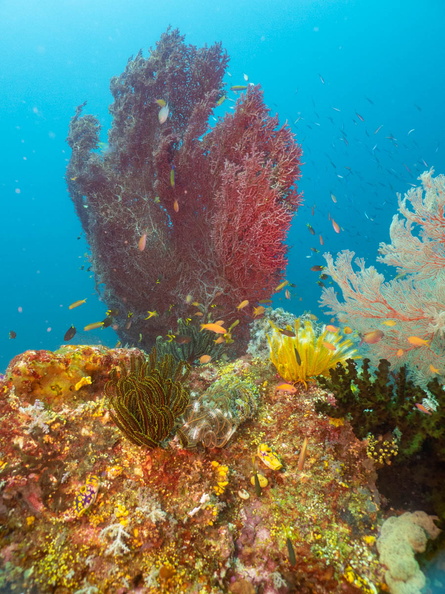 Reef IMG_2501.jpg