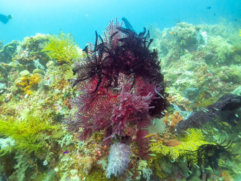 Crinoids IMG_2505.jpg