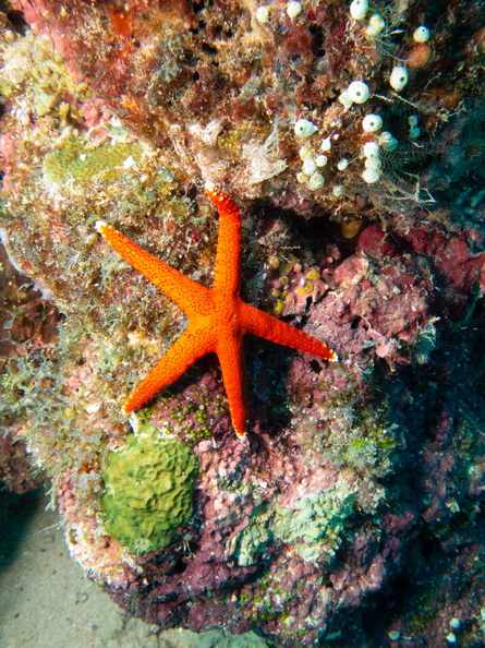 Thousand-Pores Sea Star IMG_2528.jpg