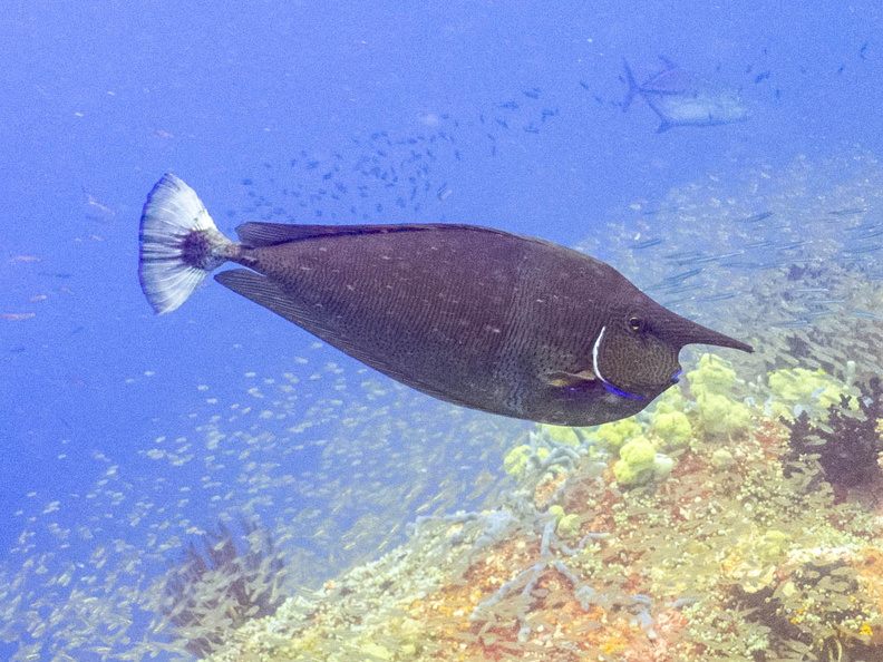 Spotted Unicornfish IMG_2345.jpg