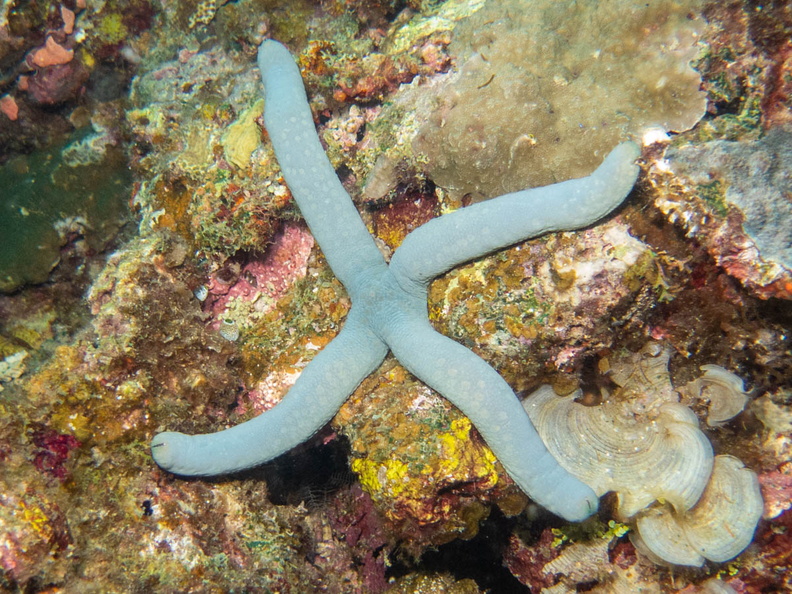 Blue Sea Star IMG_2541.jpg