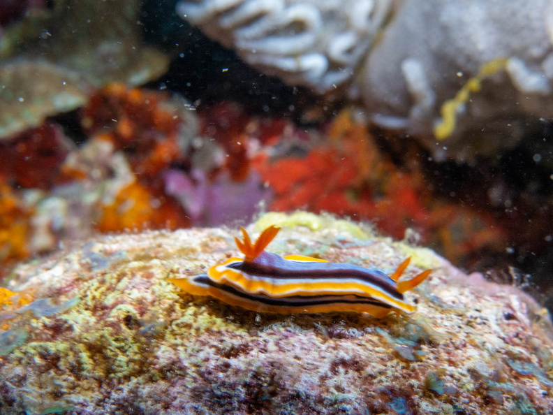 Anna’s Chromodoris IMG_2544.jpg