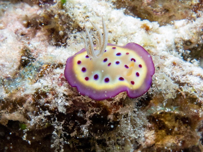 Kunie’s Chromodoris IMG_2547.jpg